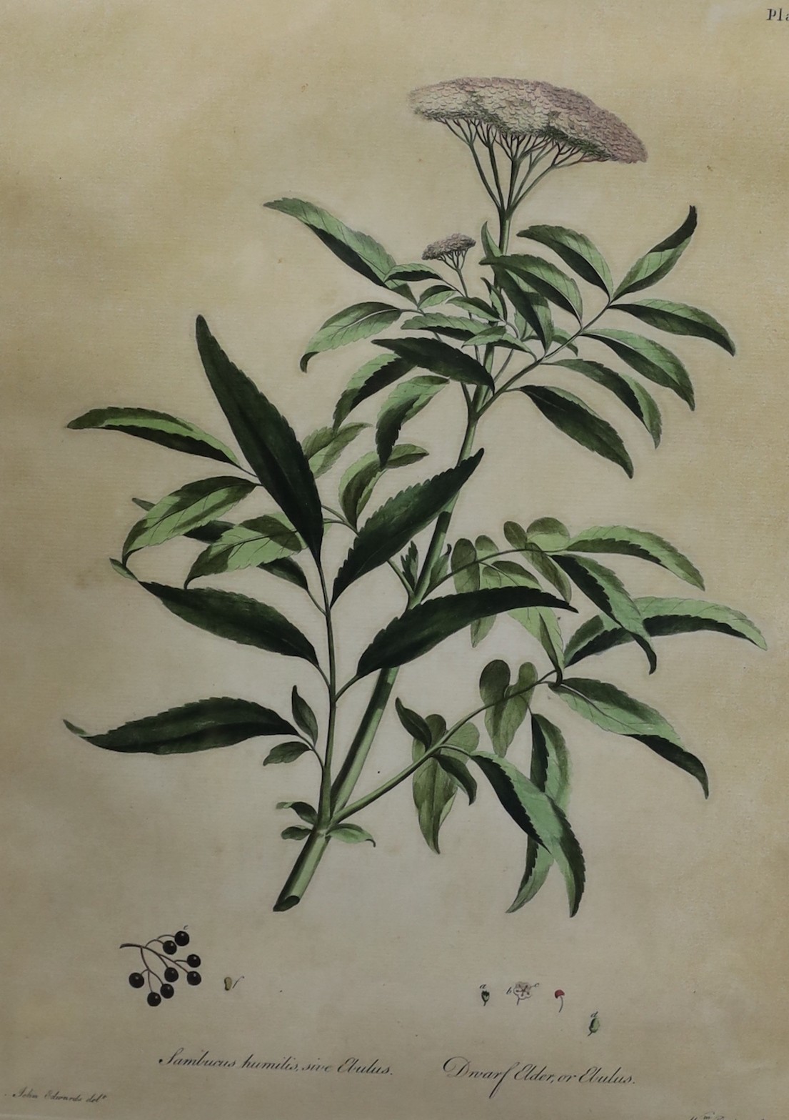 William Darling after John Edwards, set of eight hand coloured engravings, Botanical studies of field flowers, 34 x 24.5cm